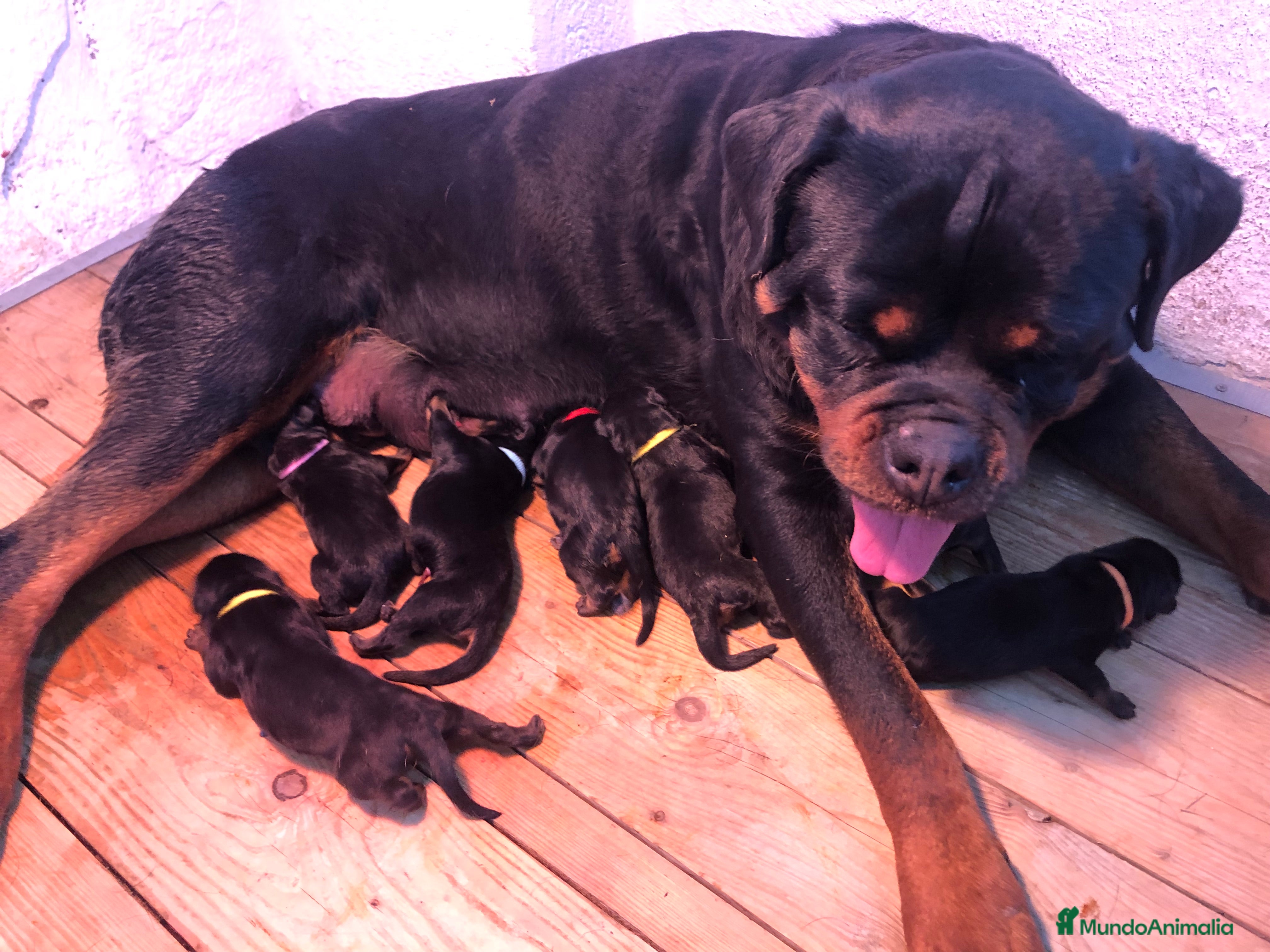 Rottweiler perros Rottweiler cachorros ala venta  en Barcelona - Anuncio 8
