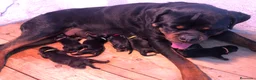 Rottweiler perros en venta: Rottweiler cachorros ala venta  en Barcelona - Anuncio 1