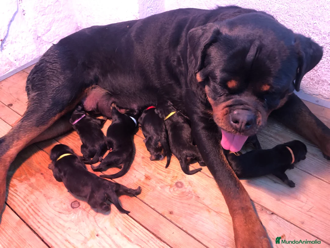 Rottweiler perros en venta: Rottweiler cachorros ala venta  en Barcelona - Anuncio 1