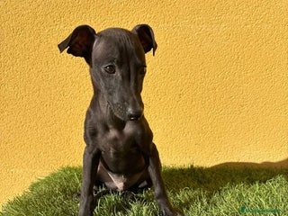 Pequeño Lebrel Italiano perros - Anuncio 13