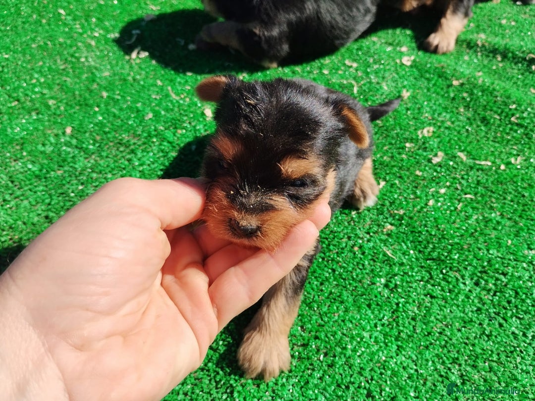 Yorkshire Terrier perros en venta: Yorkshire terrier toy - Imagen 3