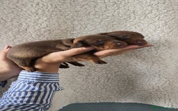 Teckel Miniatura perros en venta: Teckel Kanichen chocolate  - Imagen 2
