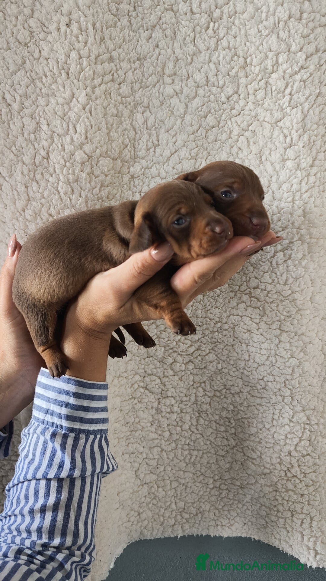 Teckel Miniatura perros en venta: Teckel Kanichen chocolate  - Imagen 2