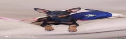 Pinscher Miniatura perros en venta: Mini pincher - Anuncio 6