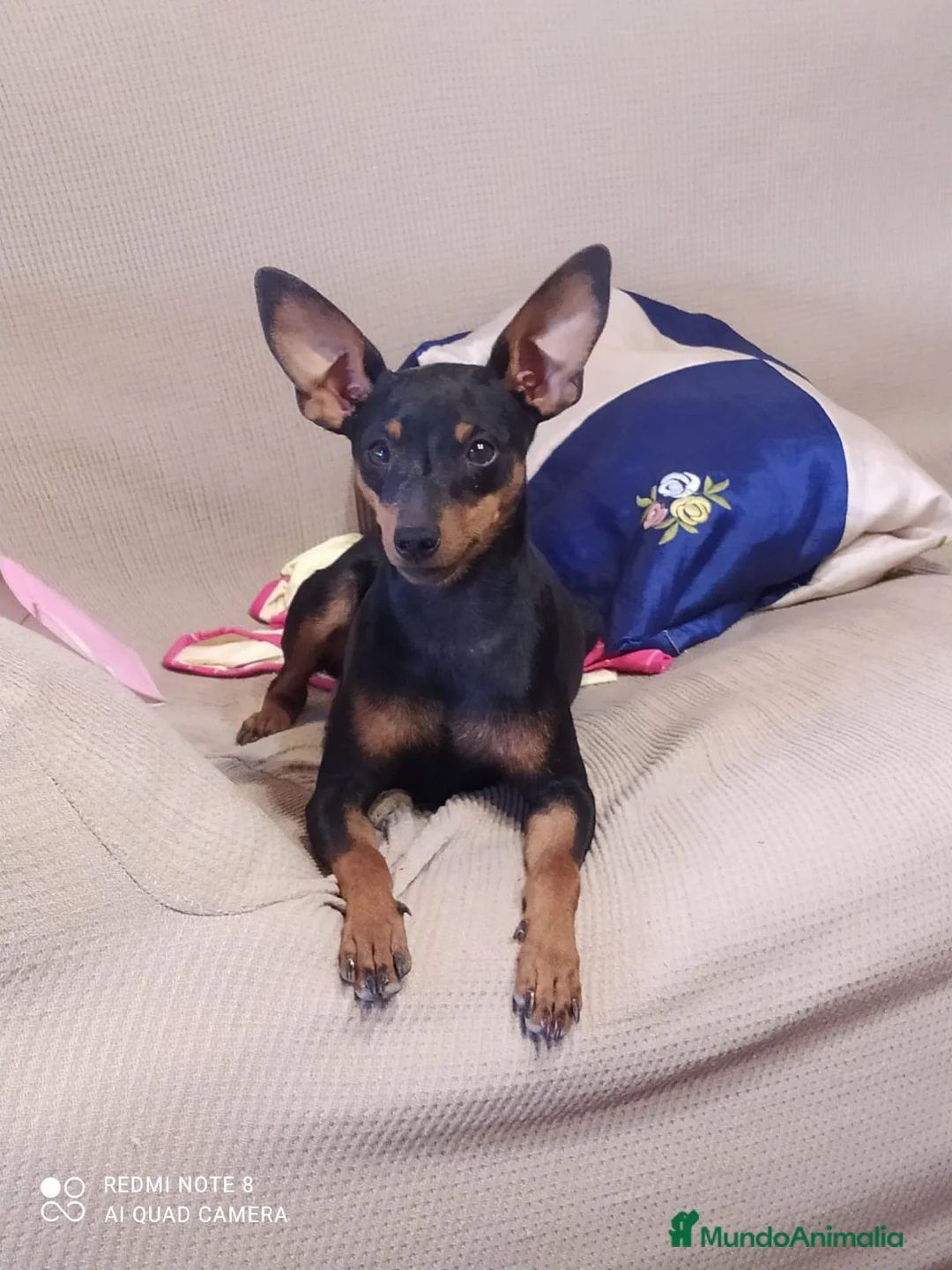 Pinscher Miniatura perros en venta: Mini pincher - Anuncio 6