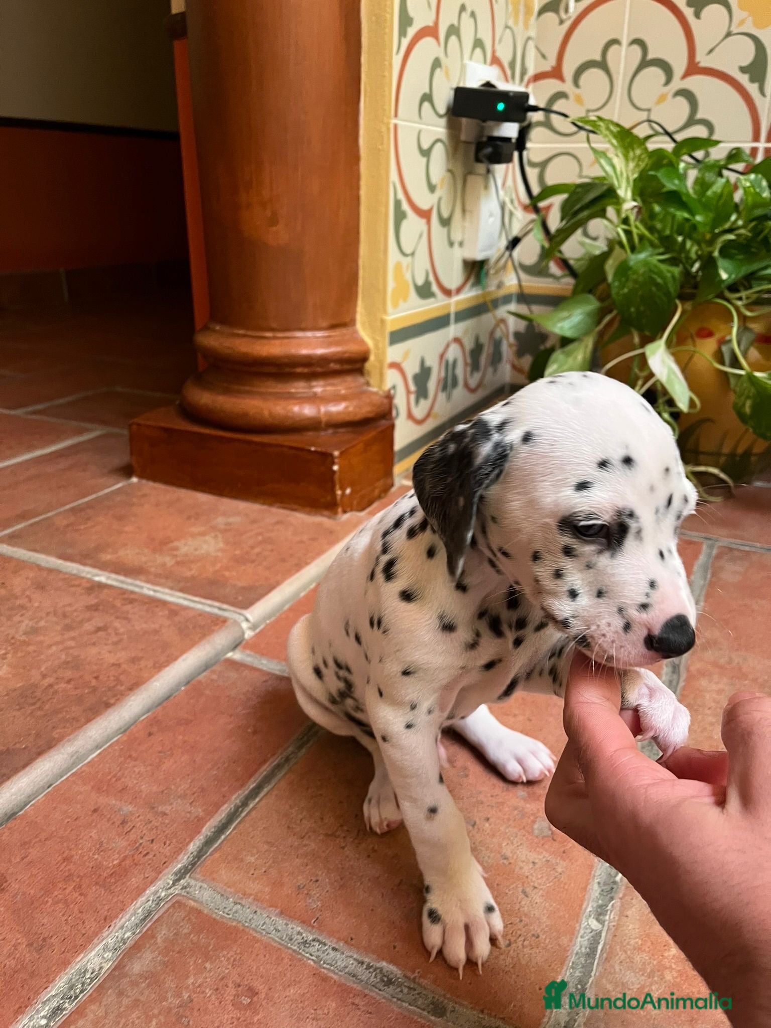 Dálmata perros Dálmata macho  - Anuncio 2