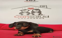 Teckel perros en venta: Teckel - Imagen 2