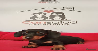 Teckel perros - Anuncio 3