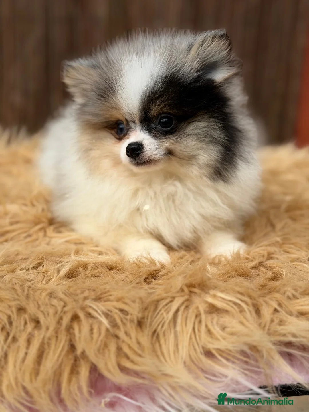 Pomerania perros en venta: POMERANIA MERLE MACHO - Anuncio 2