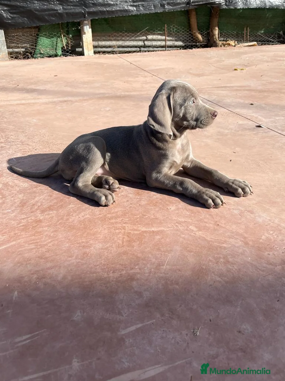 Braco Húngaro de Pelo Duro perros en venta: Camada de adorables Braco de Weimar en Madrid - Anuncio 2