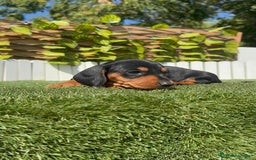 Teckel Miniatura perros en venta: TECKEL MINIATURA - Imagen 4