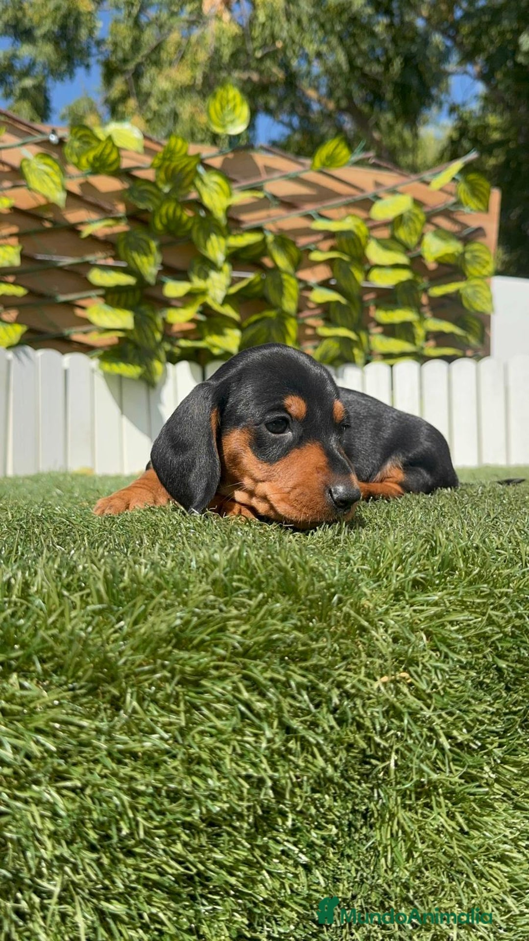 Teckel Miniatura perros en venta: TECKEL MINIATURA - Imagen 4