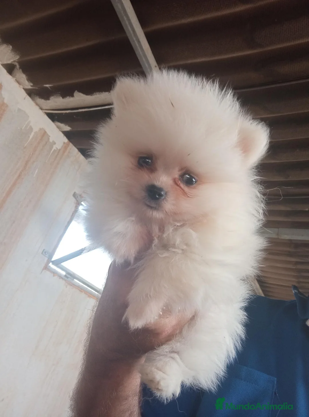 Pomerania perros en venta: Preciosos pomeranias toy  - Anuncio 2