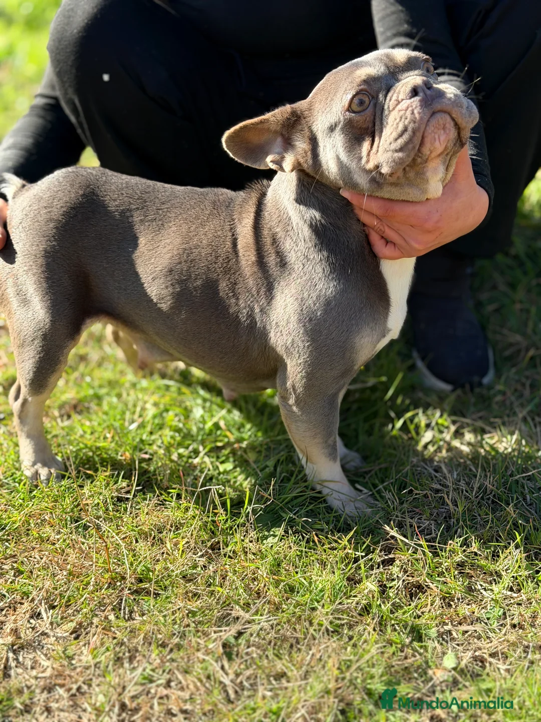 Bulldog Francés perros en venta: Bulldog francés MUY ECONOMICA - Anuncio 7
