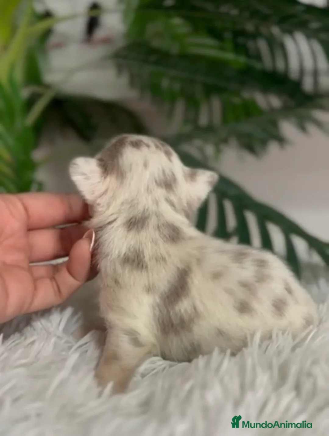 Chihuahua perros en venta: CHIHUAHUA HEMBRA MERLE  - Anuncio 4