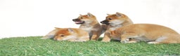 Shiba Inu perros en venta: Cachorros de Shiba inu nacionales  en Madrid - Anuncio 4