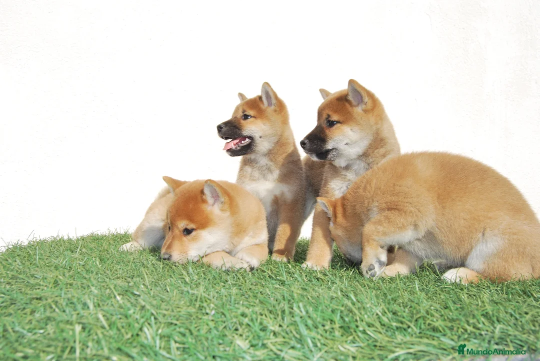 Shiba Inu perros en venta: Cachorros de Shiba inu nacionales  en Madrid - Anuncio 4