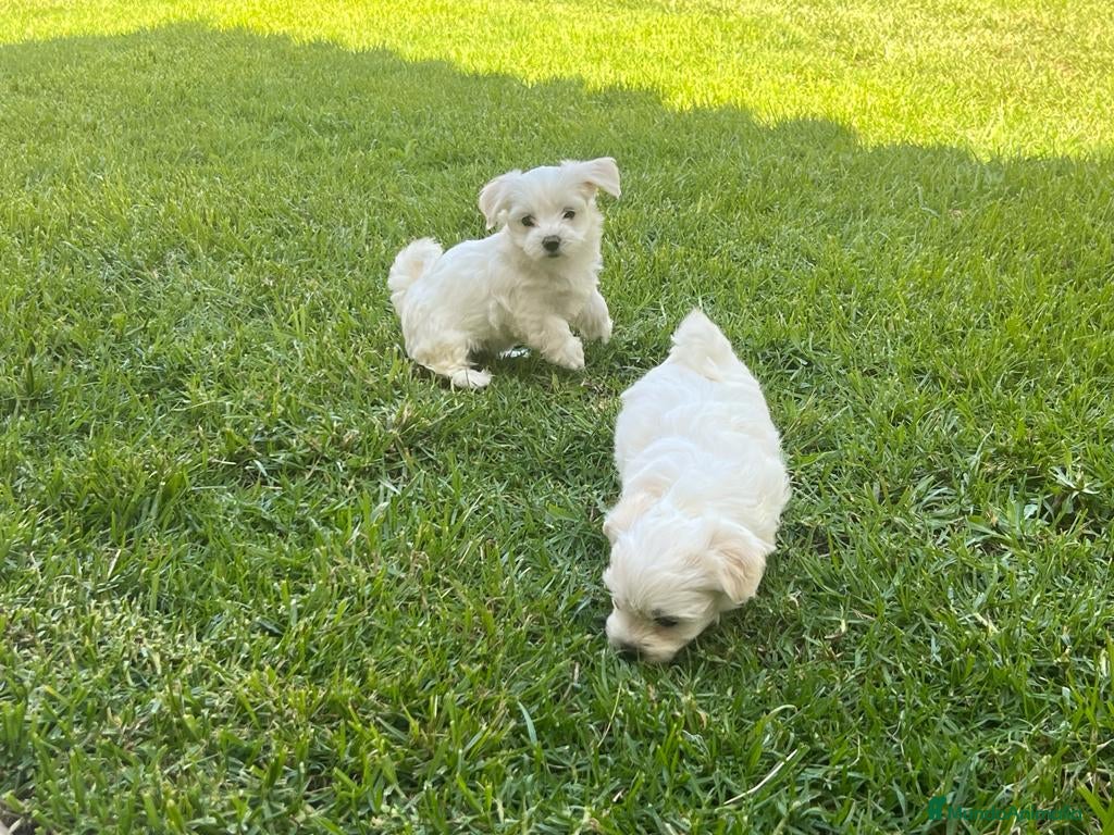 Bichón Maltés perros Bichon maltés  en Cáceres - Anuncio 17
