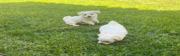 Bichón Maltés perros en venta: Bichon maltés  en Cáceres - Anuncio 1