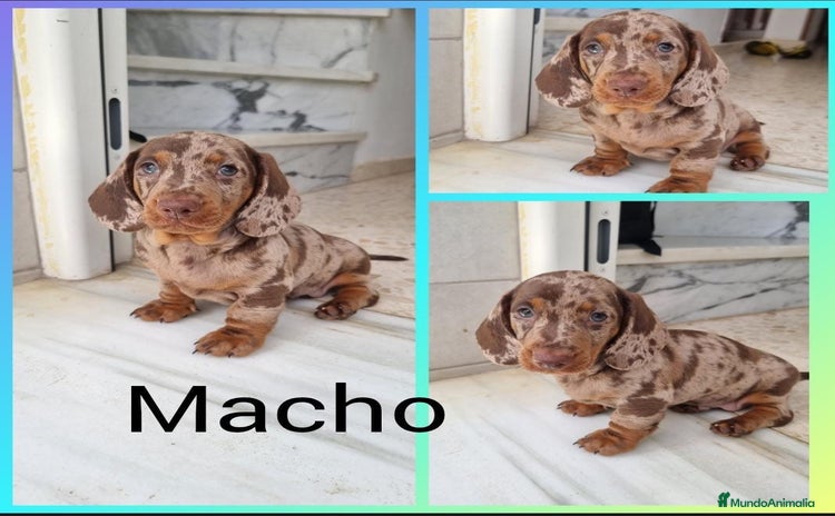 Teckel Miniatura perros - Anuncio 3