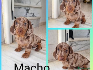 Teckel Miniatura perros - Anuncio 3