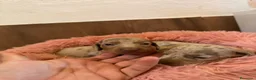 Teckel Miniatura perros en venta: teckel arlequin isabela  - Anuncio 6