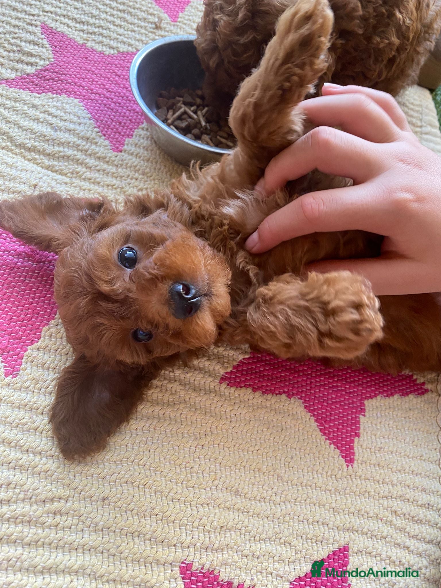 Caniche Toy perros Caniche ❤️ - Anuncio 1