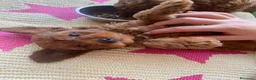 Caniche Toy perros en venta: Caniche ❤️ - Anuncio 1