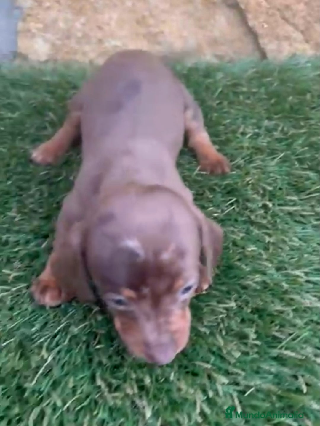 Teckel Miniatura perros en venta: Teckel Mini Hembra Isabella - Anuncio 8