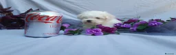 Bichón Maltés perros en venta:  BICHON MALTES  LINEA TOY   MUY CHATO - Anuncio 9