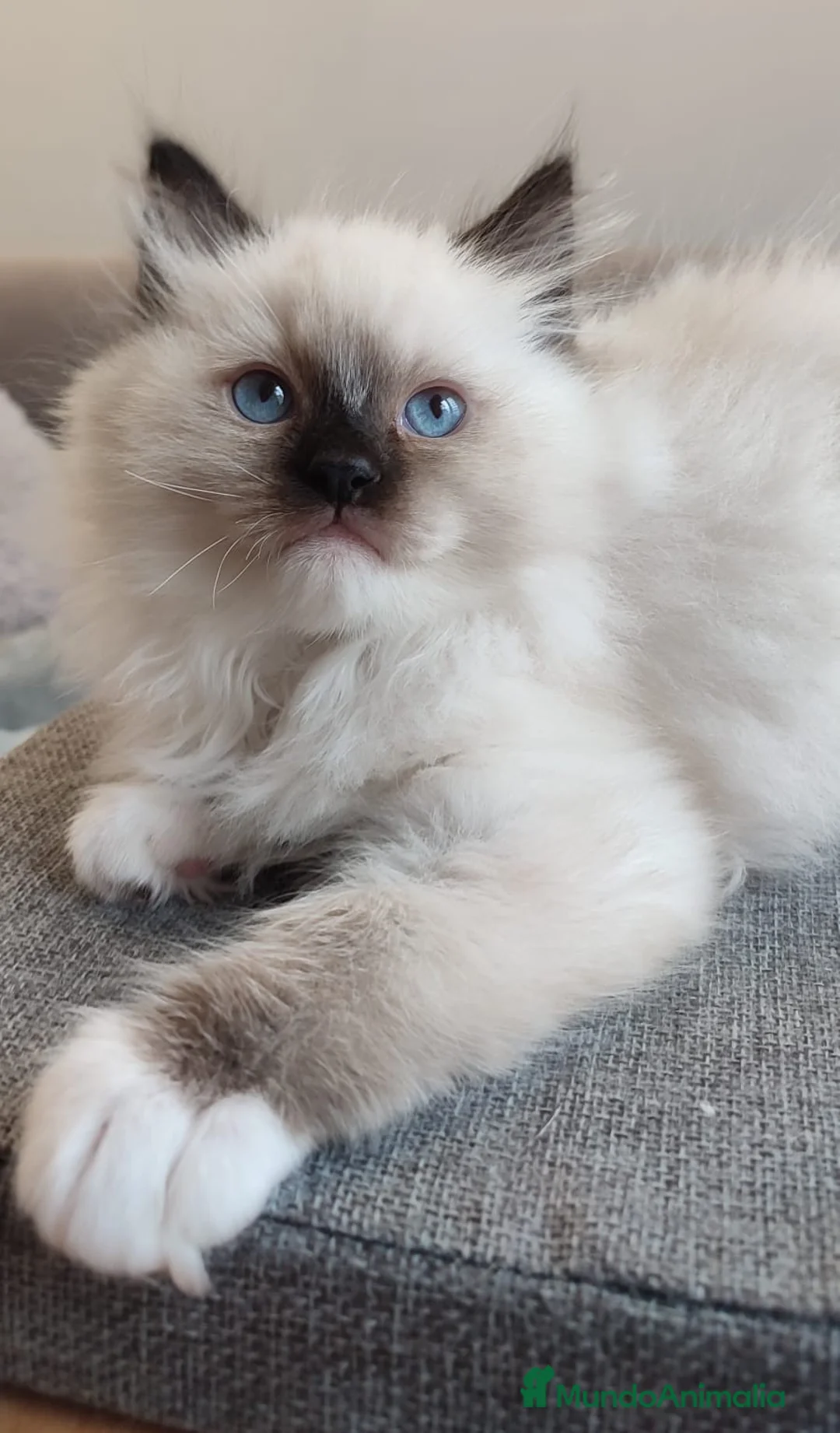 Ragdoll gatos en venta: Gatitos Ragdoll - Anuncio 30