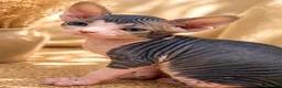 Sphynx gatos en venta: Última hembra Sphynx  - Anuncio 4