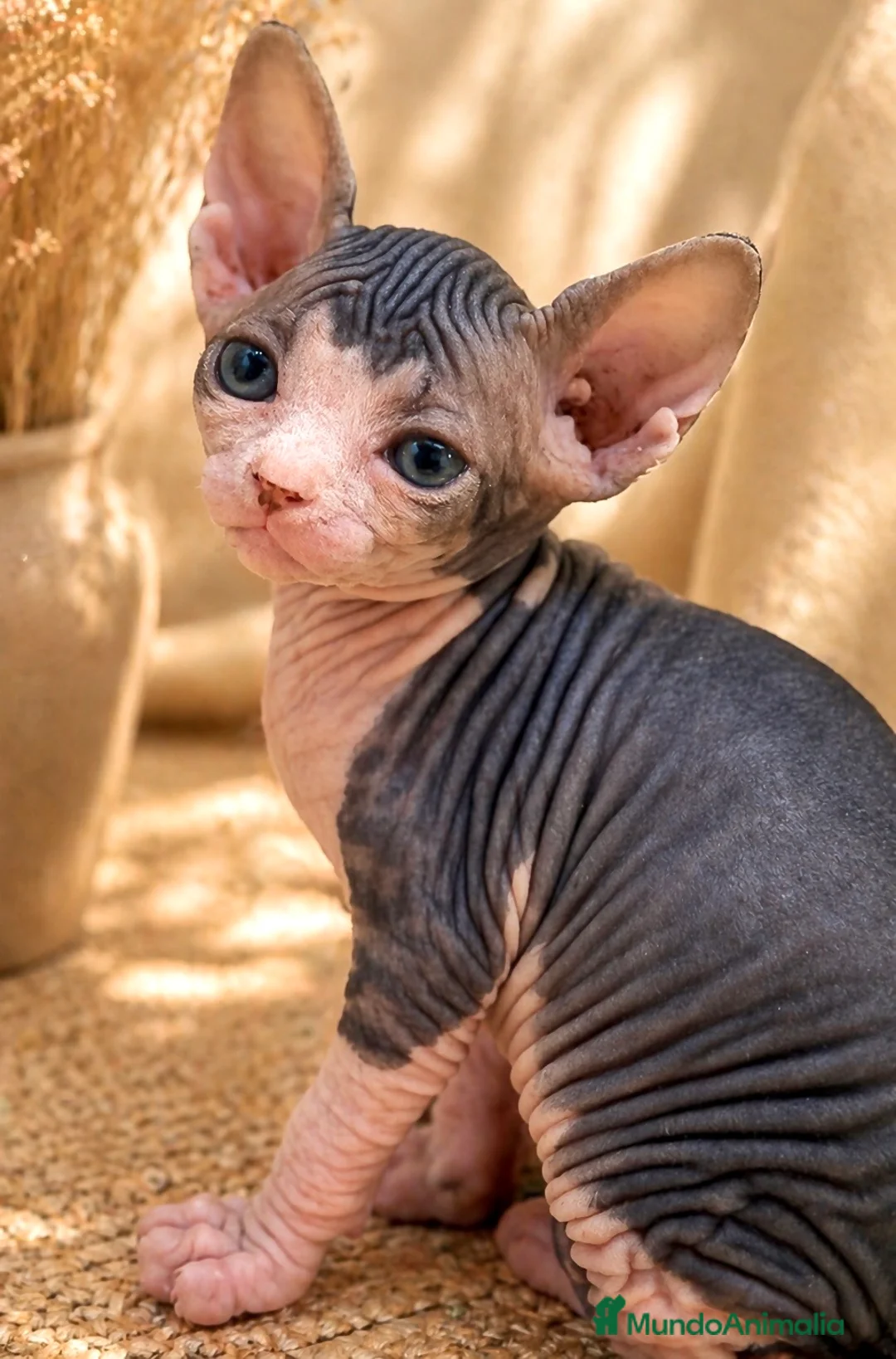 Sphynx gatos en venta: Última hembra Sphynx  - Anuncio 4