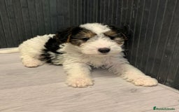 Fox Terrier de Pelo Duro perros en venta: Fox terrier pelo duro  - Imagen 2