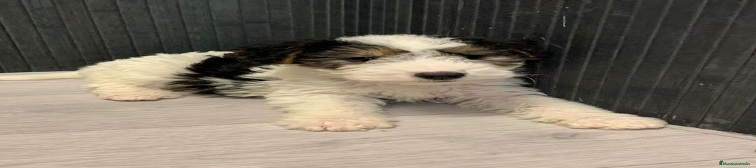 Fox Terrier de Pelo Duro Cachorro 1
