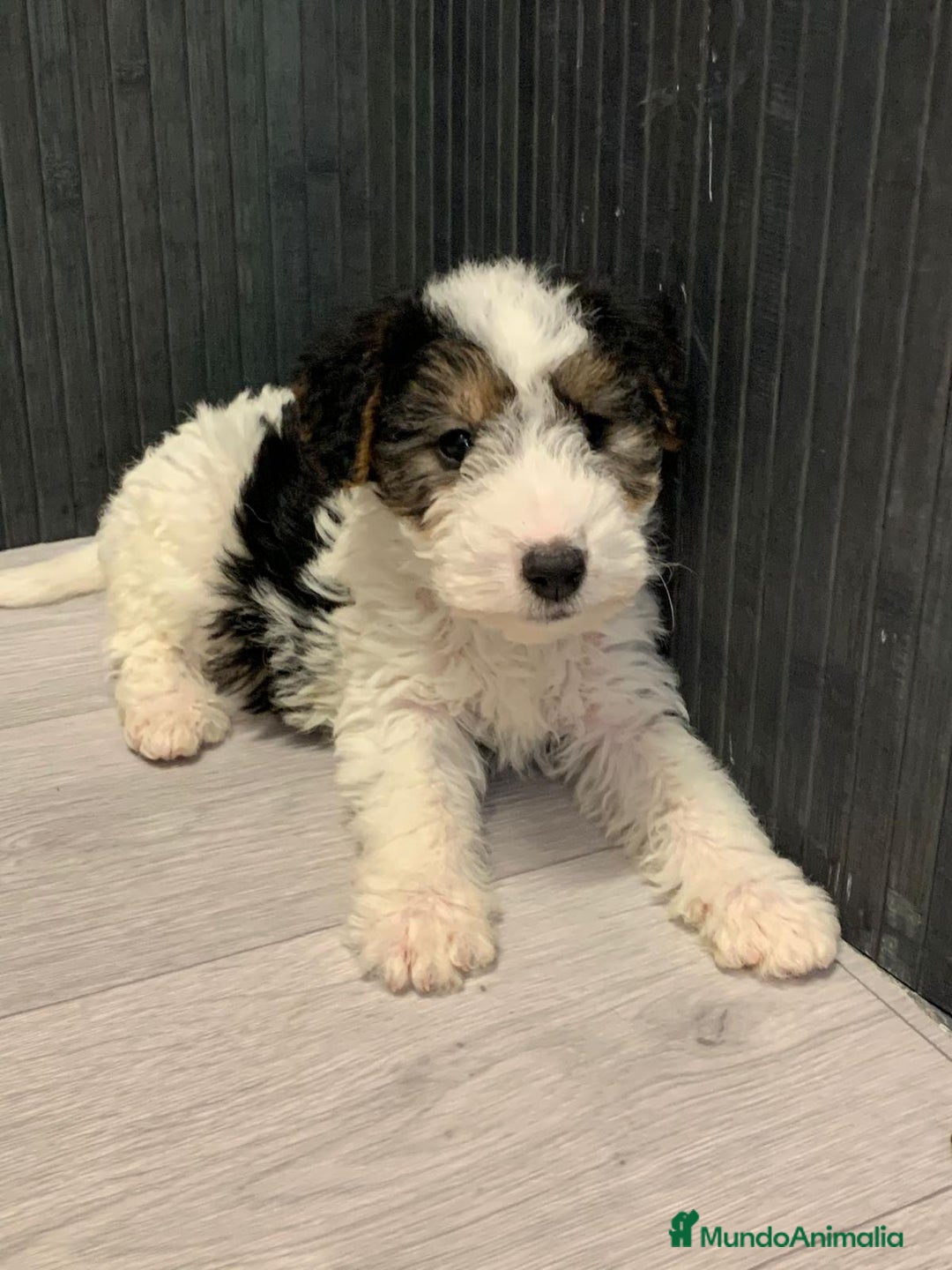 Fox Terrier de Pelo Duro perros en venta: Fox terrier pelo duro  - Imagen 2
