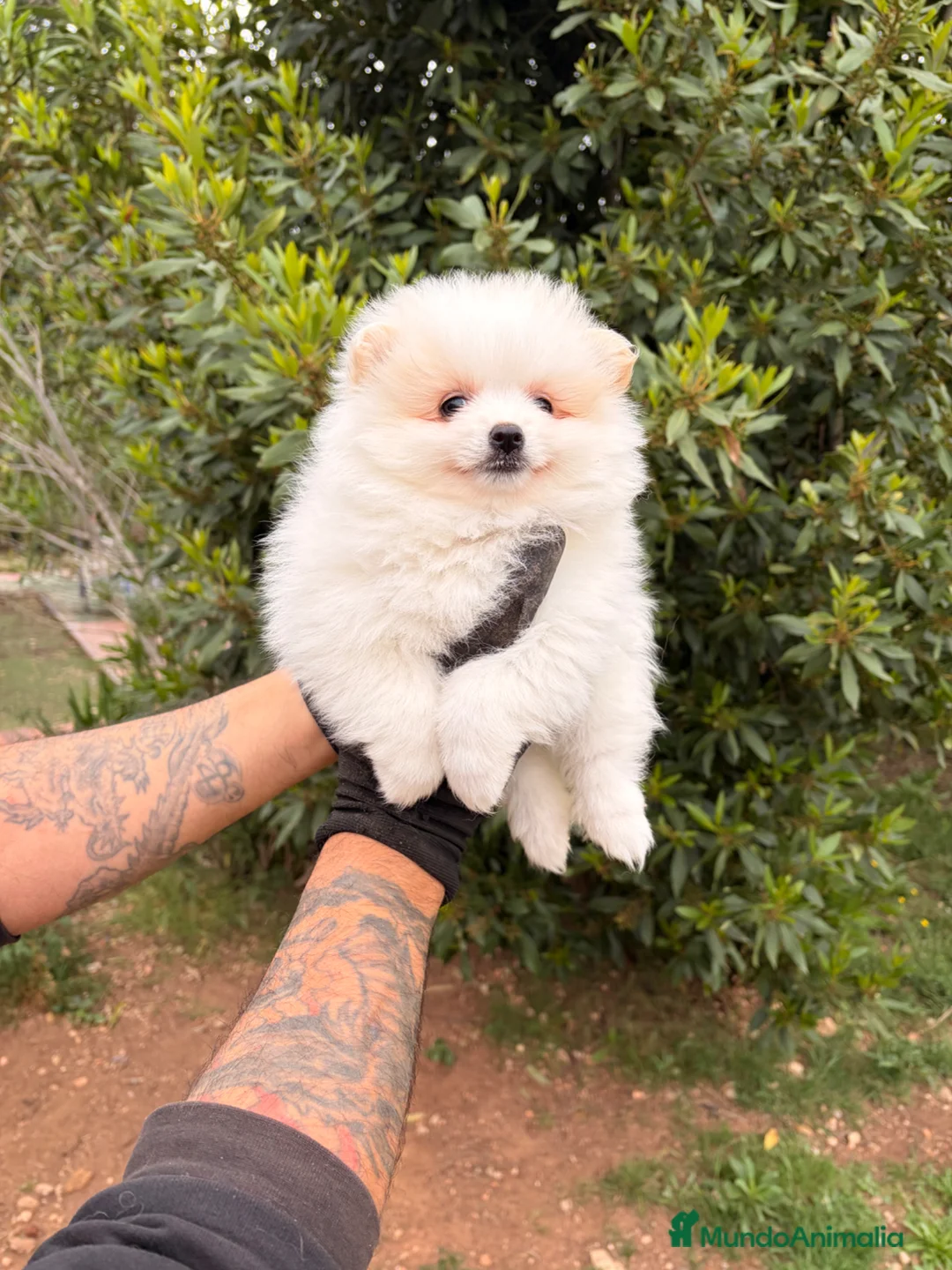 Pomsky perros en venta: Pomsky ultra mini - Anuncio 3