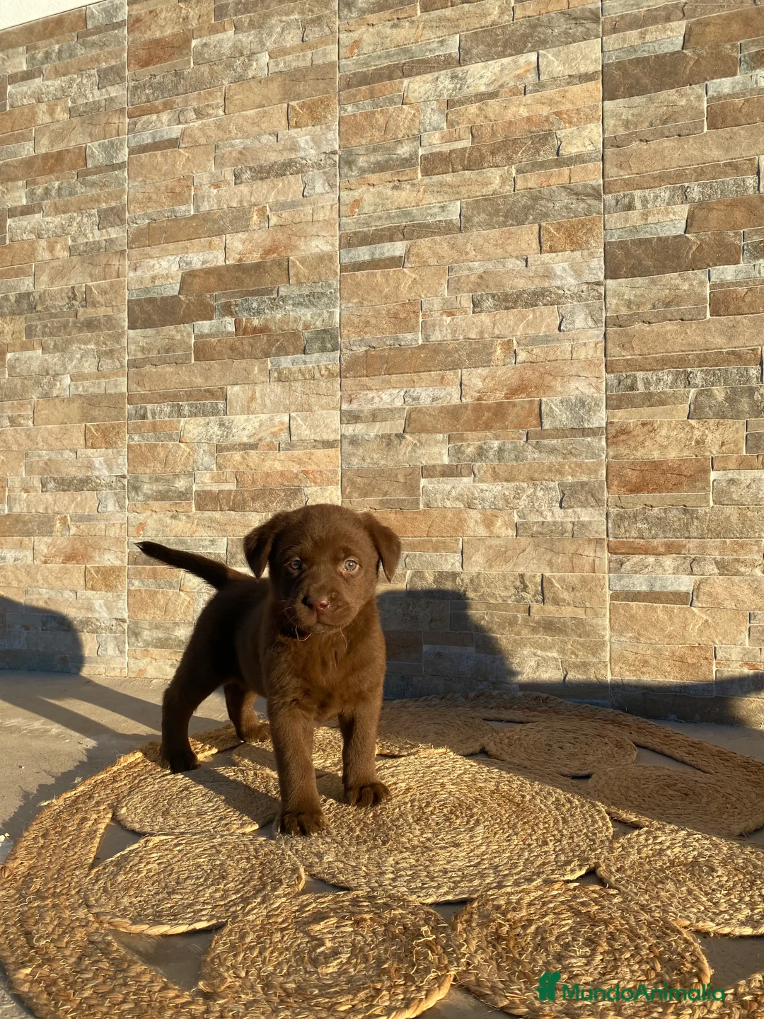 Labrador Retriever perros en venta: Hembra chocolate Labrador Retriever  - Anuncio 6