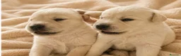 Labrador Retriever perros en venta: LABRADOR RETRIEVER  - Anuncio 6