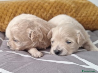 Maltipoo perros Maltipoo Hembras - Anuncio 5