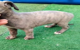 Whippet perros en venta: Whippet blue, isabela verdino - Imagen 23