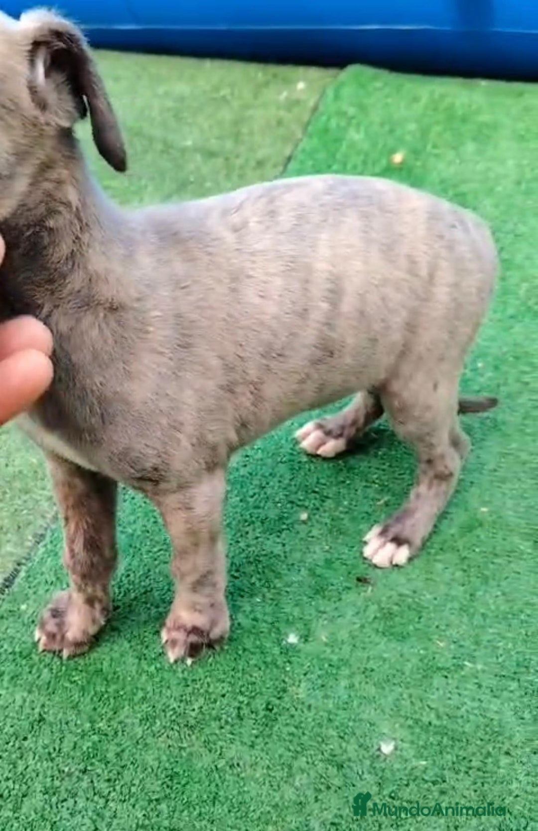 Whippet perros en venta: Whippet blue, isabela verdino - Imagen 23