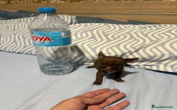 Chihuahua perros en venta: EXCLUSIVO CHIHUAHUA MICRO RUSO - Anuncio 5