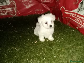 Bichón Maltés perros camada de bichon maltes en Madrid - Anuncio 3
