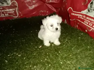 Bichón Maltés perros camada de bichon maltes en Madrid - Anuncio 4