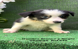 Border Collie perros en venta: BORDER COLLIE DE VILLA BIZNAGA - Imagen 28