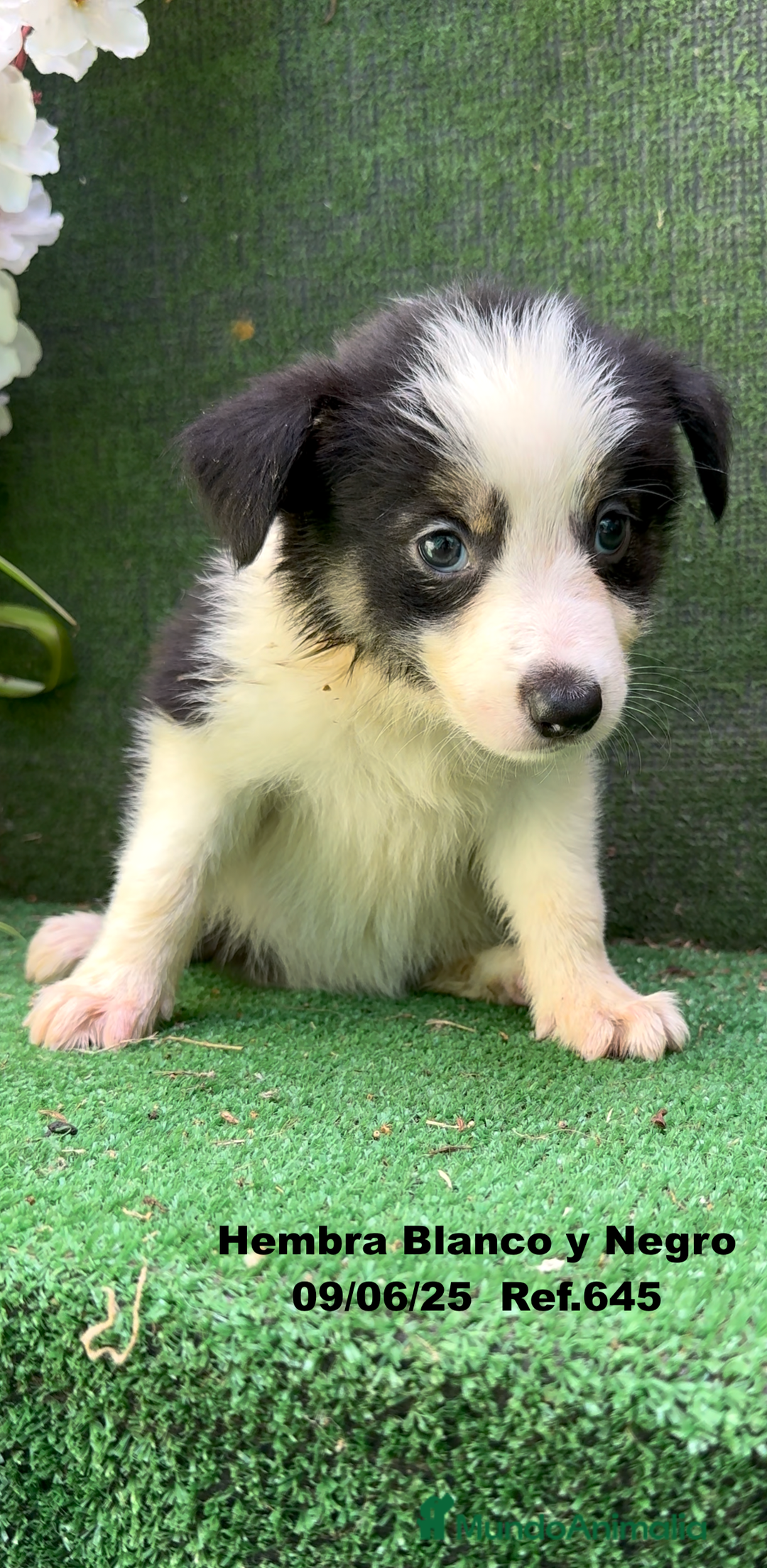 Border Collie perros en venta: BORDER COLLIE DE VILLA BIZNAGA - Imagen 28