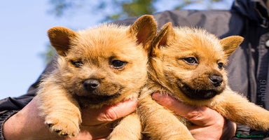 Norwich Terrier perros - Propaganda 14
