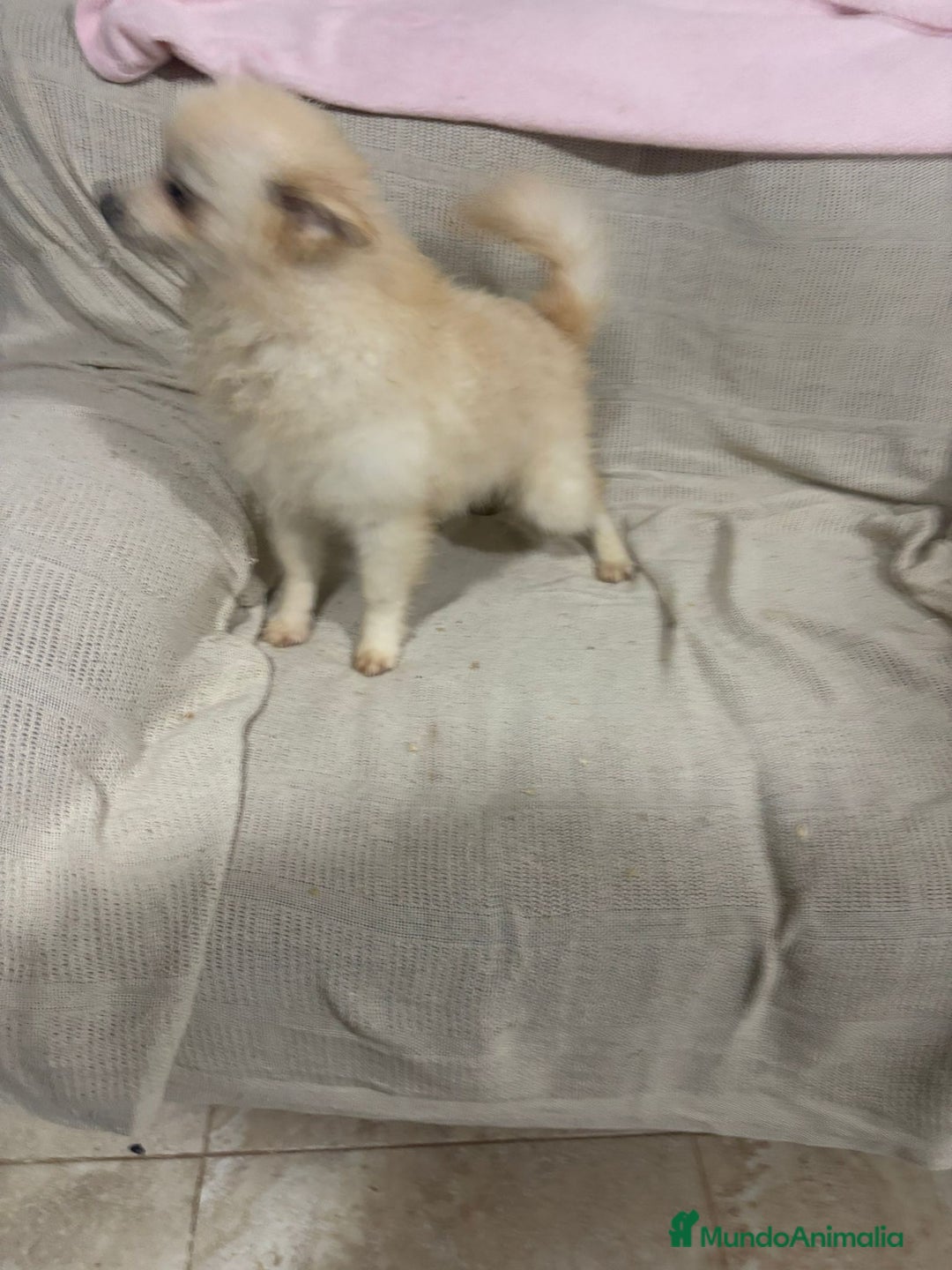 Pomerania perros en venta: Pomeranias machos 6 meses - Anuncio 8