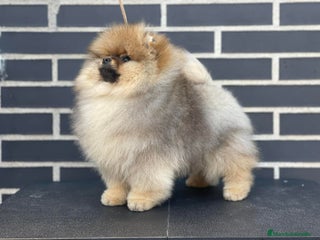 Pomerania perros en Málaga - Anuncio 9